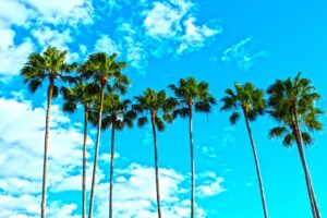 Wo ist es im November warm? Bild von Palmen in Florida